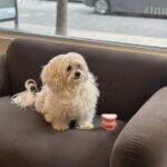 DentalQ – Best Dentists in Chicago, Lincoln Park & South Loop - Photo 4