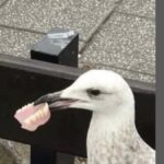 DENISE CRAIG Dental Hygienist - Photo 4