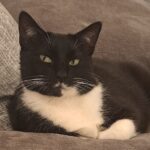 Pearly Bites Veterinary - Photo 2