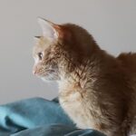 Pearly Bites Veterinary - Photo 4