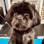 Pearly Bites Veterinary - Photo 6