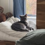 Pearly Bites Veterinary - Photo 7