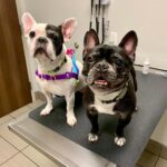 Pure Paws Veterinary Care of Hell's Kitchen - Photo 3