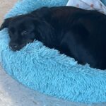 Pure Paws Veterinary Care of Hell's Kitchen - Photo 7