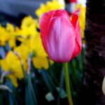 Stephen R. Ramsay DMD, P.L.L.C. - Photo 3