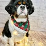 West Seneca Dental - Photo 2