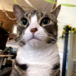 Summer Street Cat Clinic P.C. - Photo 3