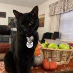 Summer Street Cat Clinic P.C. - Photo 5