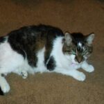 Summer Street Cat Clinic P.C. - Photo 6