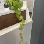 Bridgeway Dental - Photo 5